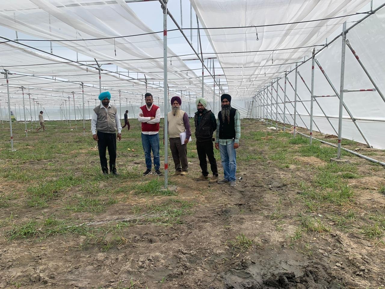 Polyhouses Field Execution Project #11