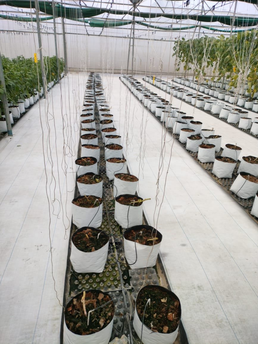 Greenhouse Field Execution Project #22