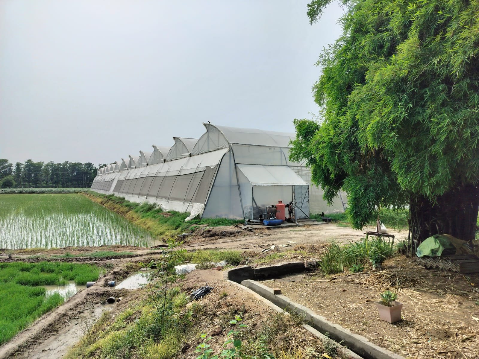 Polyhouses Field Execution Project #26
