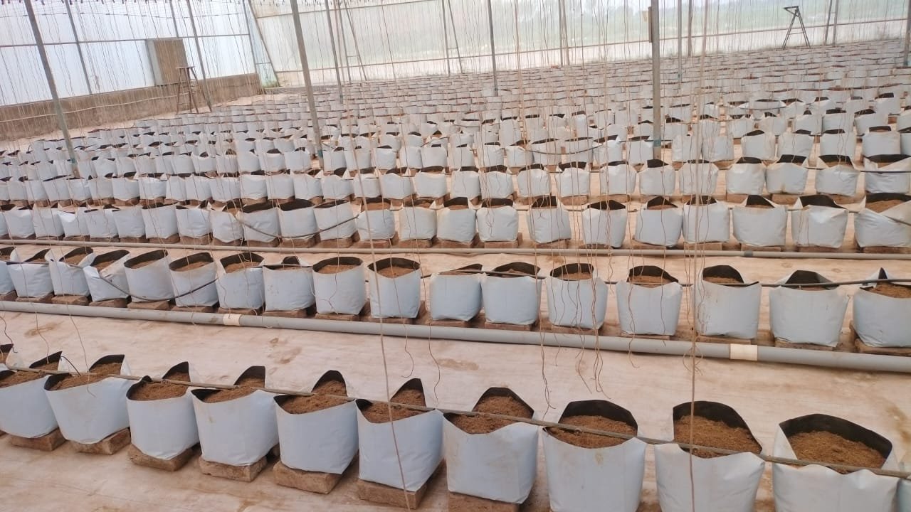 Commercial Hydroponic Setup 36