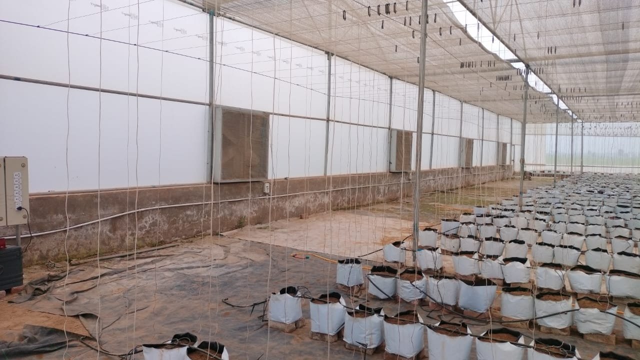 Commercial Hydroponic Setup 38