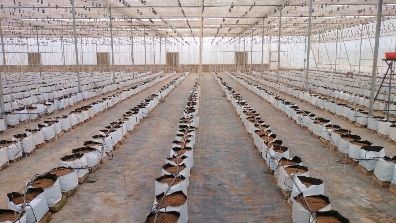 Commercial Hydroponic Setup 39