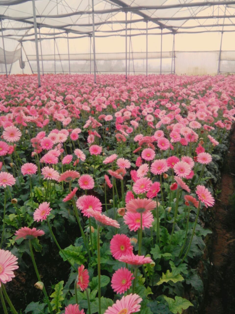 Farming Field Execution Project #45