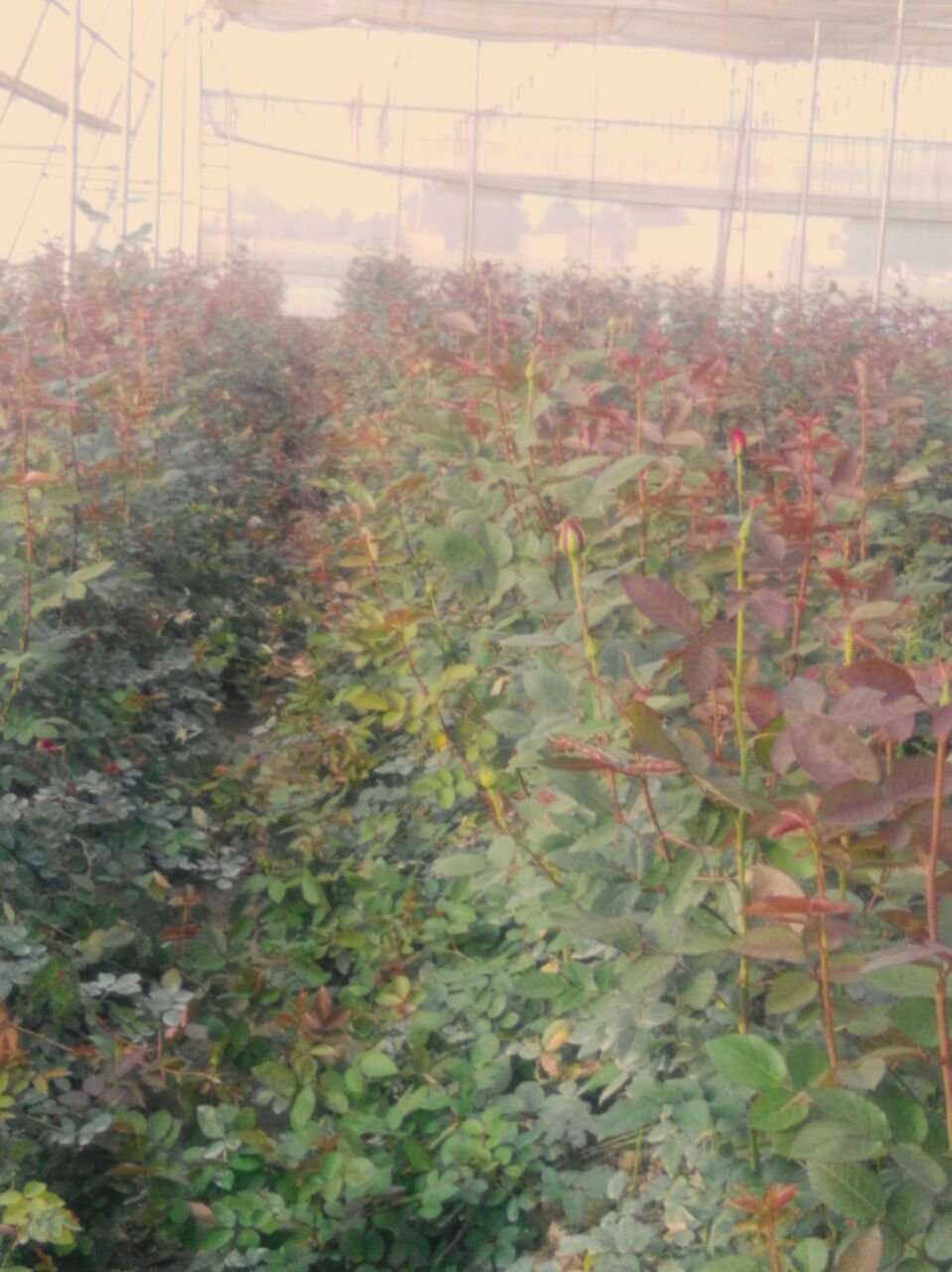 Greenhouse Field Execution Project #47