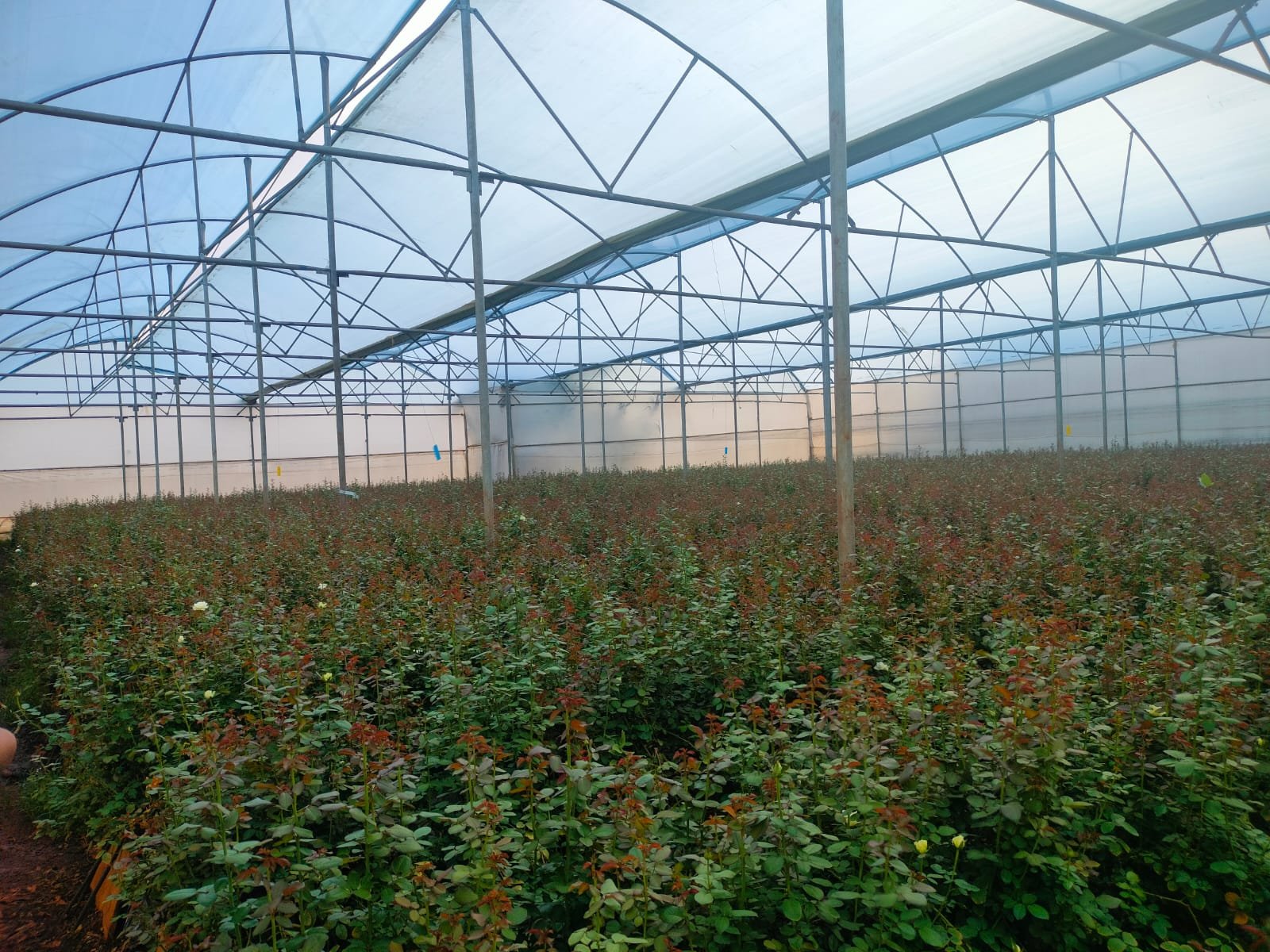Polyhouses Field Execution Project #61