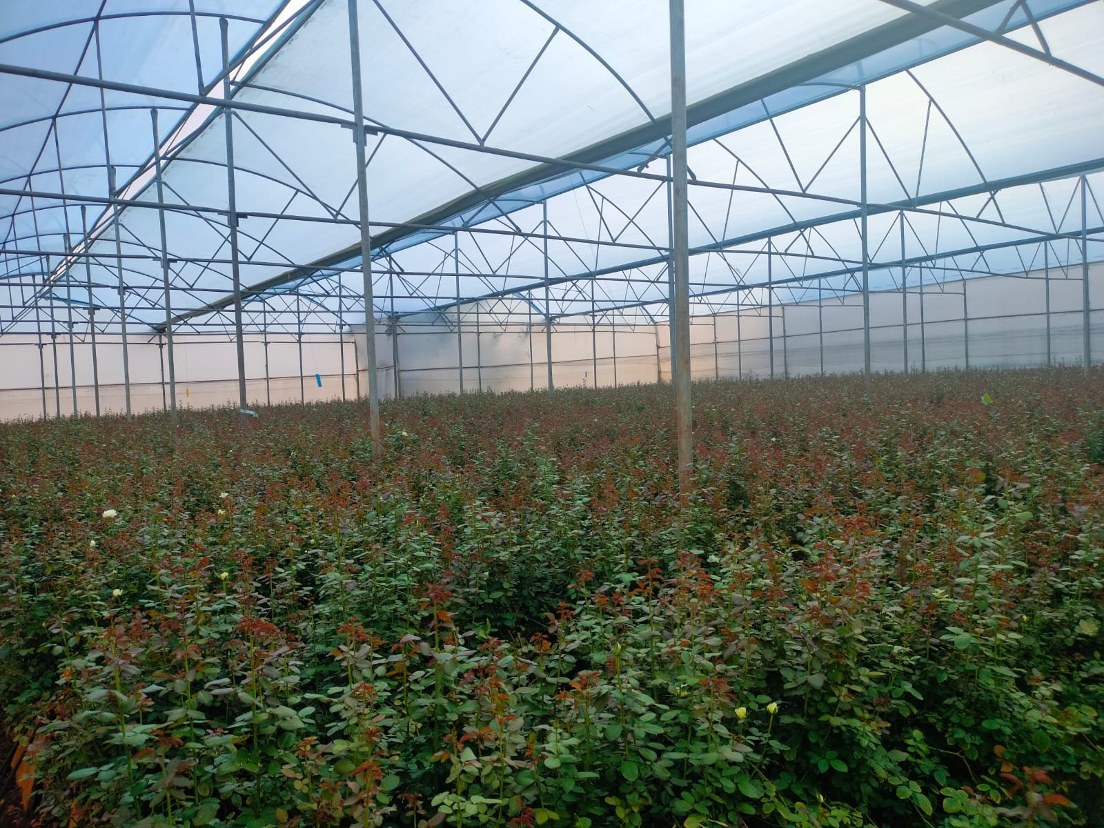 Greenhouse Field Execution Project #62