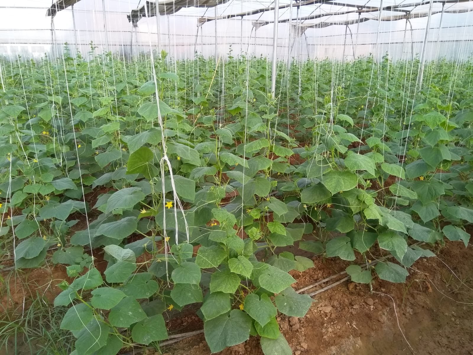 Multi-Dome Shade Net Structure 65