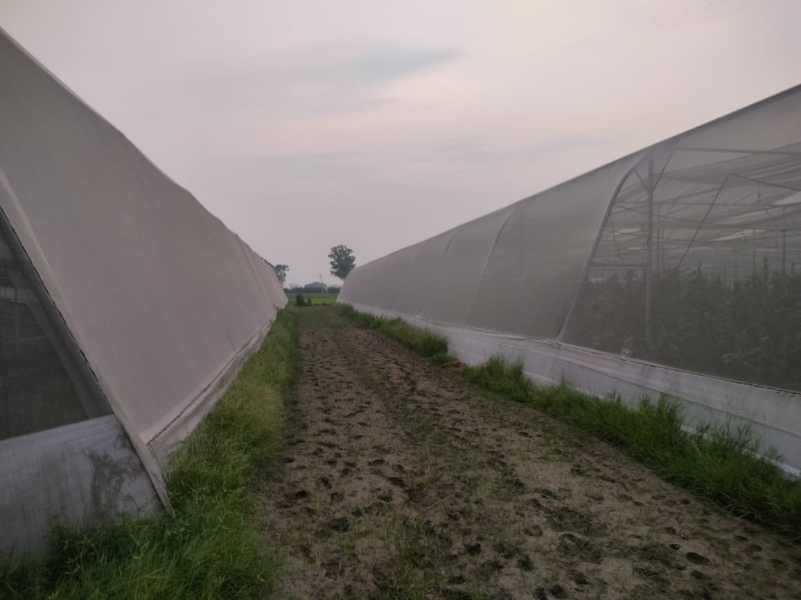 Multi-Dome Shade Net Structure 41